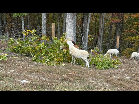 Видео: Готовлю закуску для коз и овец. В последнее время был очень занят.