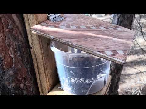 Видео: Кормушка для белок, птички мимо )
