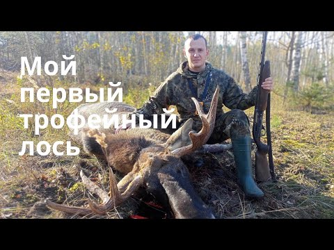 Видео: Добыл трофейного лося. Загонная охота на лося.
