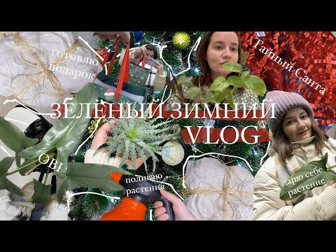 Видео: ЗелёныйЗимнийVlog || дарю себе растение, переезд, Тайный Санта, ставлю ёлку, продаю растения
