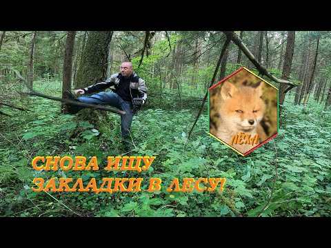 Видео: Снова ищу закладки в лесу #ЛёхаЛис