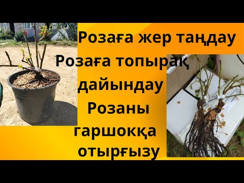 Видео: Роза гүліне жер таңдау, роза гүліне топырақ дайындау ,роза гүлін егу, роза гүлін гошокқа егу 👌