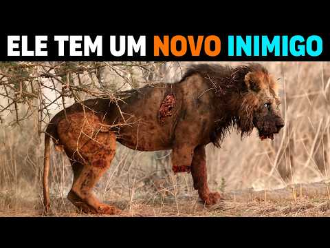 Видео: Животное, которое ОХОТИТСЯ НА ЛЬВОВ ради мести в Африке