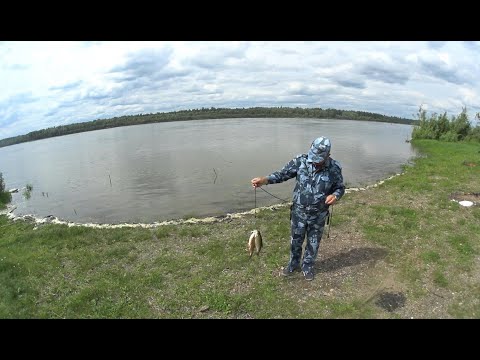 Видео: Язь и окунь на спиннинг  с берега на Оби летом 2023