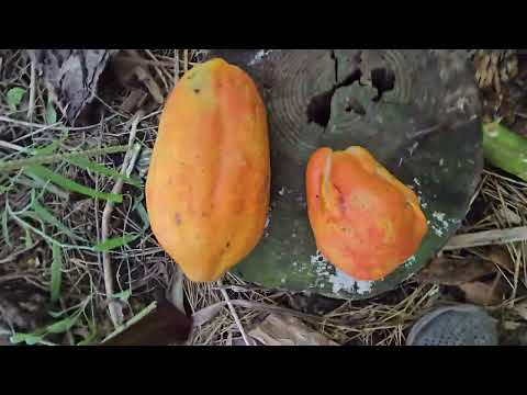 Видео: биовегетарий  тропические растения круглый год