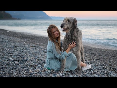 Видео: ИРЛАНДСКИЙ ВОЛКОДАВ. Все о породе! IRISH WOLFHOUND