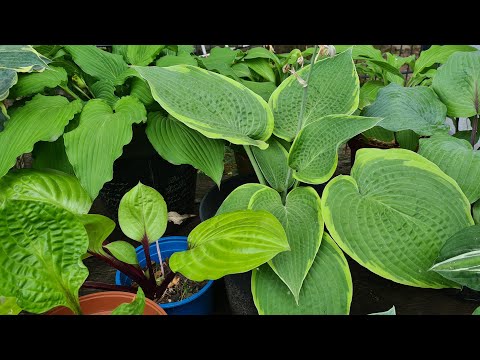 Видео: По любуемся хостами. Июльский обзор #julia_i_sad #collection #2025 #garden #hosta #flowers