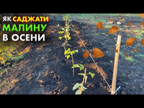 Видео: 🔴 Як висаджувати малину восени? Правильна посадка малини та підготовка ґрунту до висадки! 🌱