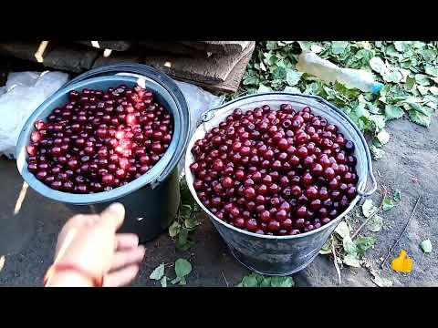 Видео: Сколько можно заработать на Домашней Вишне.
