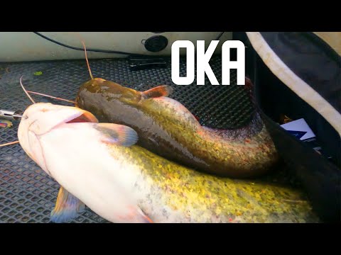 Видео: ОКА ЛОВЛЯ СОМА НА КВОК