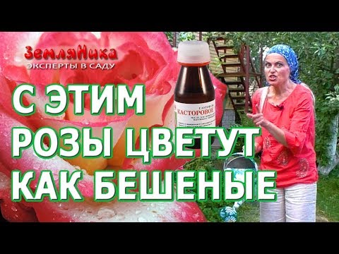 Видео: Розы будут цвести всё лето если подкормить их супер средством. Касторовое масло для роз.