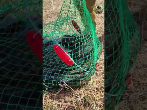 Видео: Арнасойда балиқ тутиб дам олинди натижалар зур. Куринг #баликови #рыбалка #telegram 
