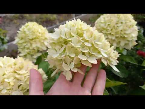 Видео: Как изменилась окраска гортензий за три недели