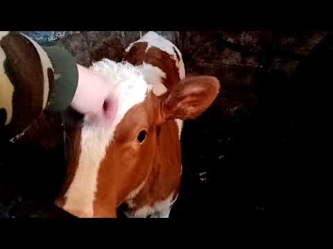 Видео: Два отёла - три телёнка)///Деревенский беспредел!!!