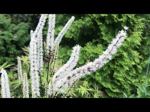 Видео: Цветёт Клопогон