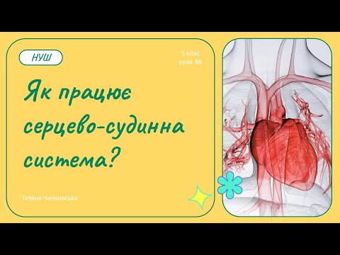 Видео: Як працює серцево-судинна система?