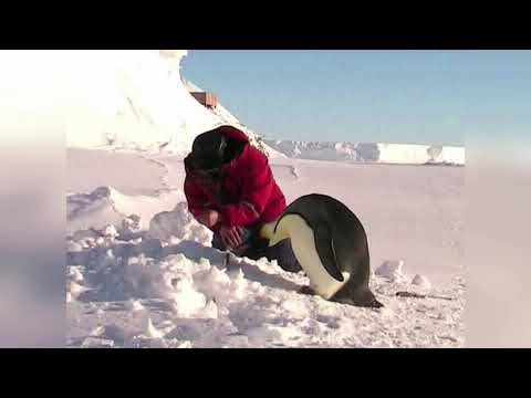 Видео: Ретровидео. Пингвин на рыбалке