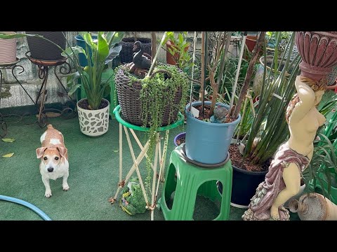 Видео: Мій зимовий сад вийшов з÷під контролю!🏡🌱🍋🍊😁