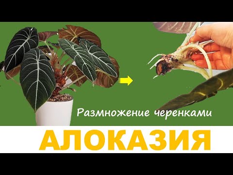 Видео: АЛОКАЗИЯ: размножение черенкованием. Укоренение верхушки