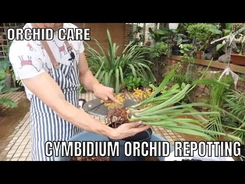 Видео: Полная пересадка орхидеи цимбидиум. Пошаговое руководство