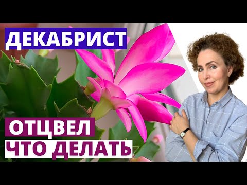 Видео: ДЕКАБРИСТ после Цветения КАК размножить ДЕКАБРИСТ