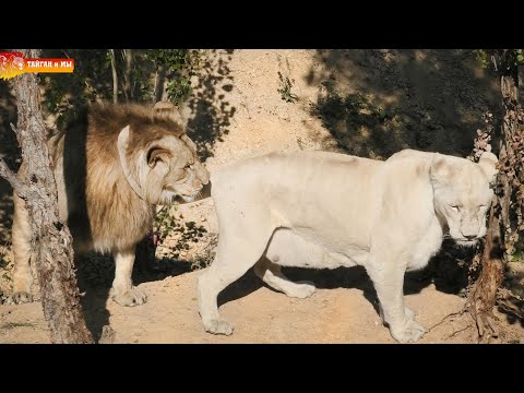 Видео: Мы его теряем! Белая Фея увела Гирея! Львы. Тайган. Lions life in Taigan.