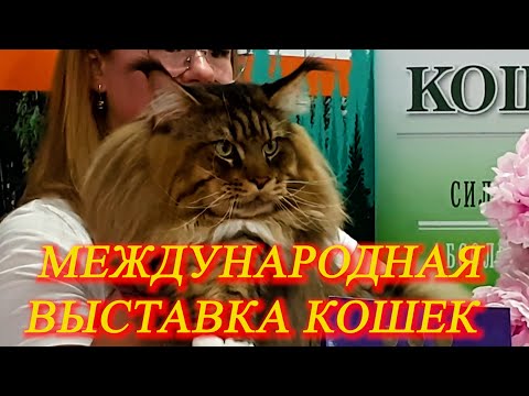 Видео: Москва. Июнь 2021 г.  ВДНХ. Международная выставка кошек.