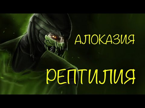 Видео: Алоказия Рептилия  🐉