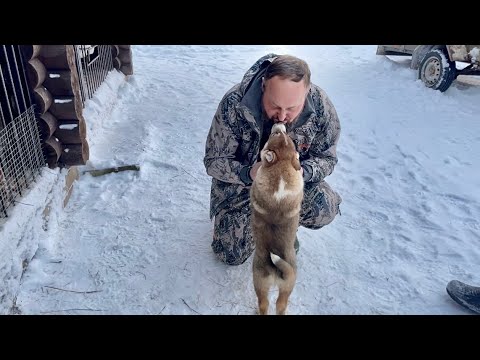 Видео: Поехали в Карелию за щенком 😱‼️ Волэнд Луия держит в страхе всех ВОЛКОВ 🐺