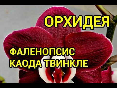 Видео: Фаленопсис Каода Твинкл (Phalaenopsis Kaoda Twinkle)