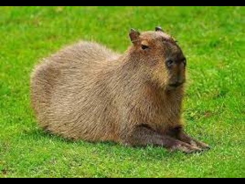 Видео: Ловля домов №6 | Словил Миррор-Парк | Redwood