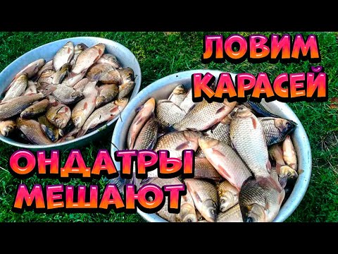 Видео: Ловим карася руками,  ондатры мешают