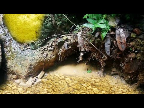 Видео: 5 УДОВЛЕТВОРИТЕЛЬНЫХ ВИДЕО ОБ ОТКРЫТИИ ЗОЛОТА,..!! ТРАДИЦИОННАЯ ДОБЫЧА ЗОЛОТА, ЗОЛОТАЯ ЛИХОРАДКА