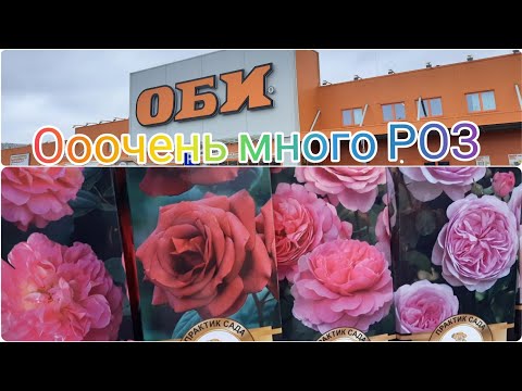 Видео: ОБИ Рай для Розоводов,🌹🌱Розы огромный ассортимент от 169 руб