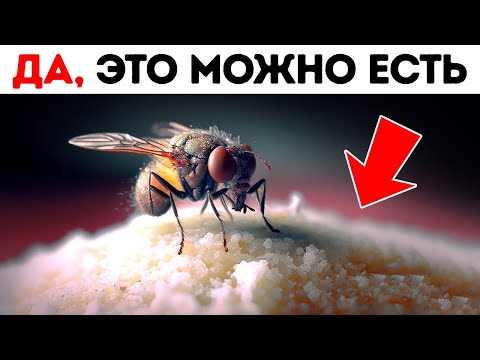 Видео: Что на самом деле делают мухи, когда садятся на еду