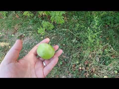 Видео: Поход на гору Юца. Парадром. Красота природы. Пешком  до Пятигорска через посёлок Джуца.