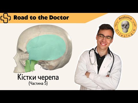 Видео: Кістки черепа | Частина 5 | Череп в цілому. Скронева, підскронева та крило-піднебінна ямки