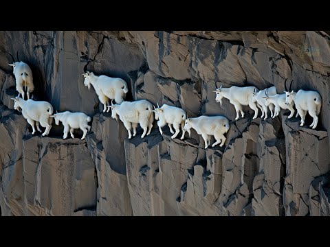 Видео: Зачем КОЗЫ лезут на СКАЛЫ? | И Почему НЕ Разбиваются?