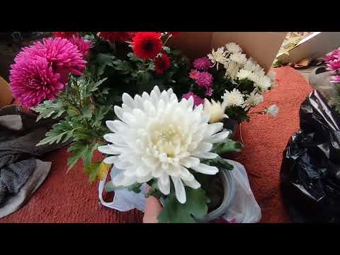 Видео: Хризантема "Королева осені#