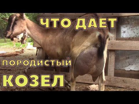 Видео: Что дает хороший породистый козел