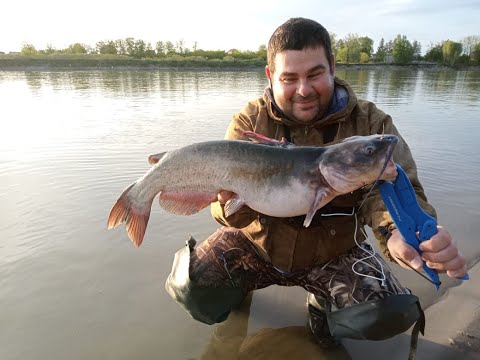 Видео: американский сом на реке кубань