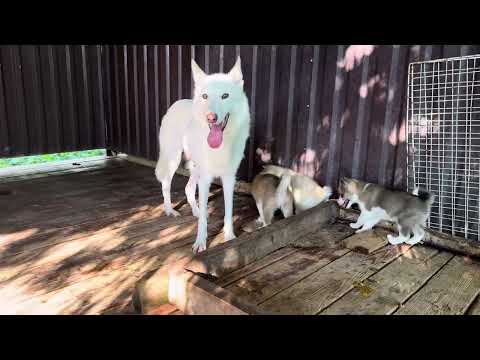 Видео: Медвежья лапа и ВОЛЭНДЫ, первые запахи. 