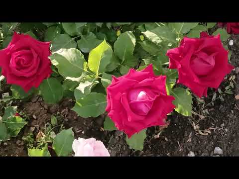 Видео: pinc ROSES dream РОЗОВЫЕ мечты