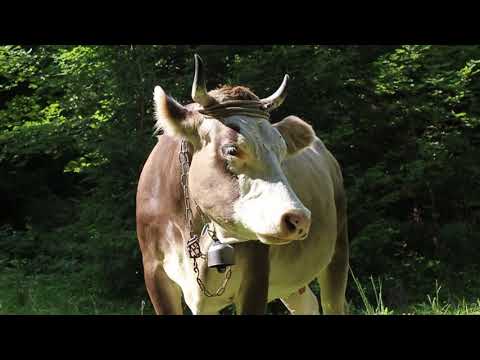 Видео: Один день в Карпатах. Забираємо корови додому  + КОНКУРС