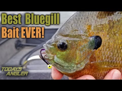 Видео: Лучшая наживка для большого синежаберного окуня! — Инструкция — Todays Angler