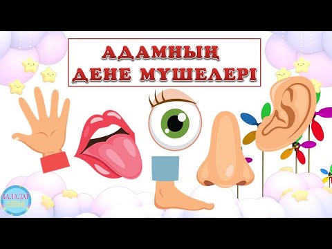 Видео: АДАМНЫҢ ДЕНЕ МҮШЕЛЕРІ. БАС. КӨЗ. ҚАС. АУЫЗ. ЕРІН. ҚҰЛАҚ. ТІЛ. ҚОЛ.АЯҚ.