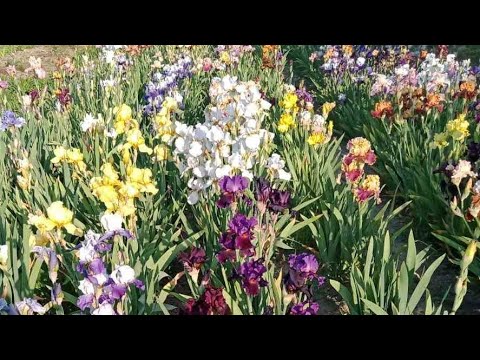 Видео: ГАРЯЧА!🔥 пропозиція на іриси!🏵️Мій іридарій у всій красі!🌈