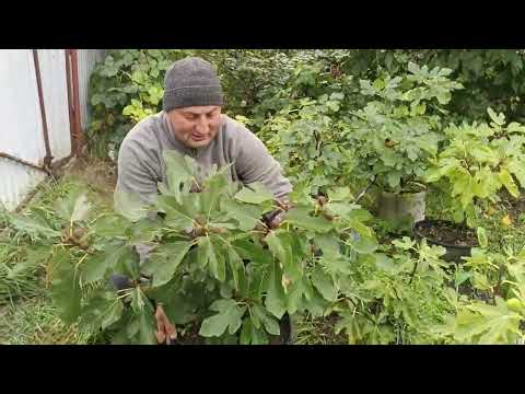 Видео: Інжир - красунчик на продаж 
