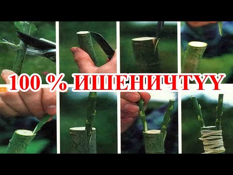 Видео: КӨЧӨТТҮН КАБЫГЫ АРКЫЛУУ  КЫЙЫШТЫРУУ ( УЛОО) 100 % ИШЕНИЧТҮҮ  - НООКАТ БАГБАНДАРЫ