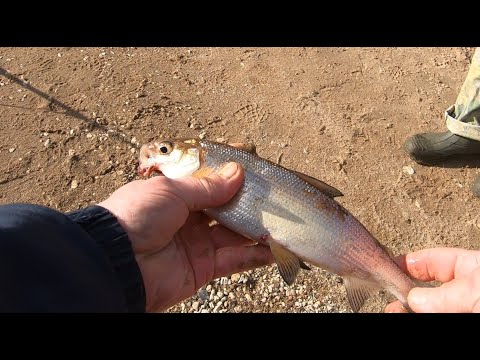 Видео: Весенний СИГ, РЫБАЛКА НА ДОНКИ.